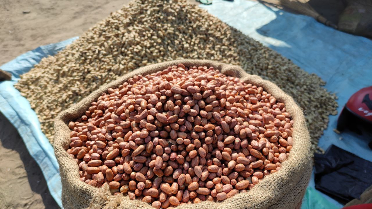 PEANUT---देशी काजू ‘मूंगफली’ की मांग बढऩे से तेजी के आसार