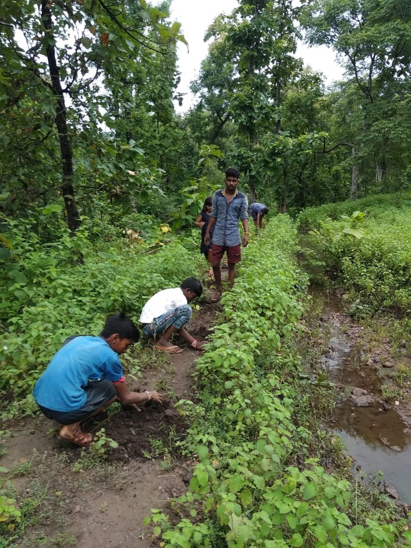 Plantation in forest 