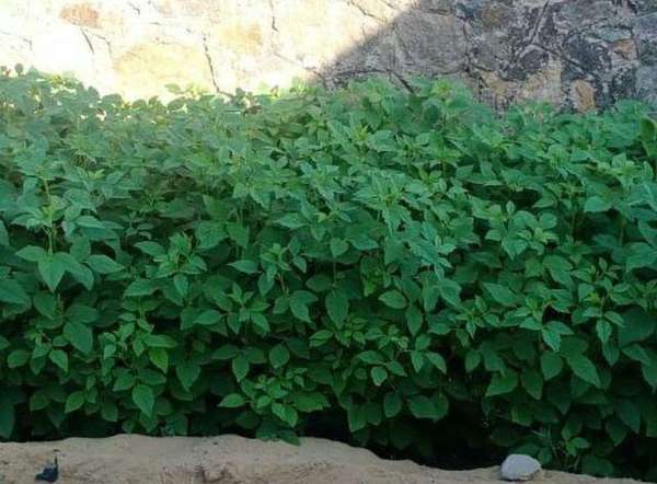 आयुर्वेद का अकूत खजाना थार में, अरबों की कमाई