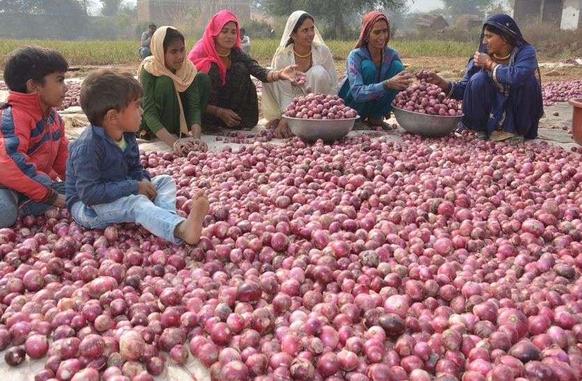 Alwar Farmers Are Happy For High Rates On Onion