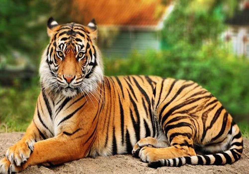 बाघों की आबादी दोगुनी करने के लिए पीलीभीत रिजर्व को मिला ग्लोबल अवार्ड, 4 साल में ही दुगनी तेजी से बढ़ी संख्या