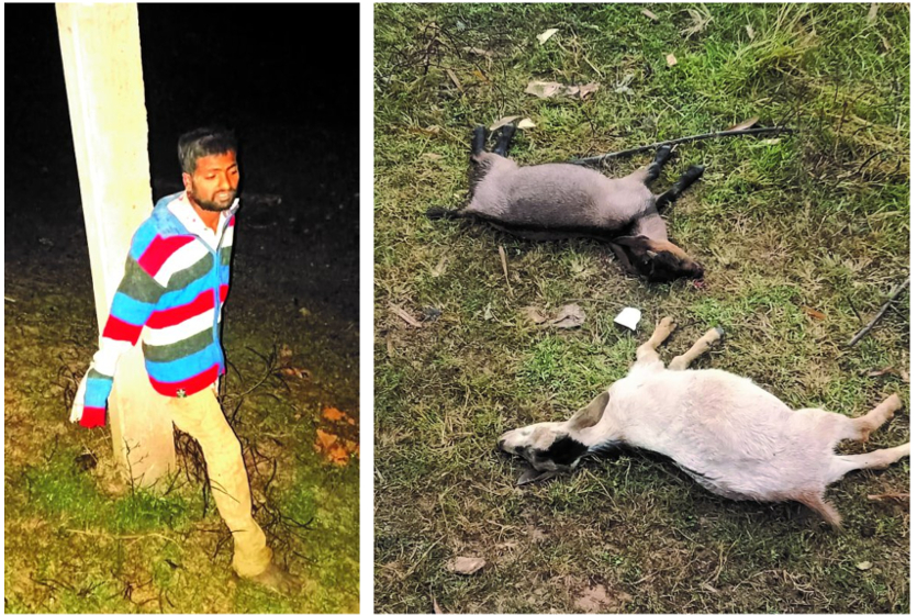 आधी रात चोरी कर ले जा रहा था 2 बकरा, मालिक को बेदम पीटा और बकरों की कर दी हत्या, ग्रामीणों ने पकडक़र खंभे से बांधा