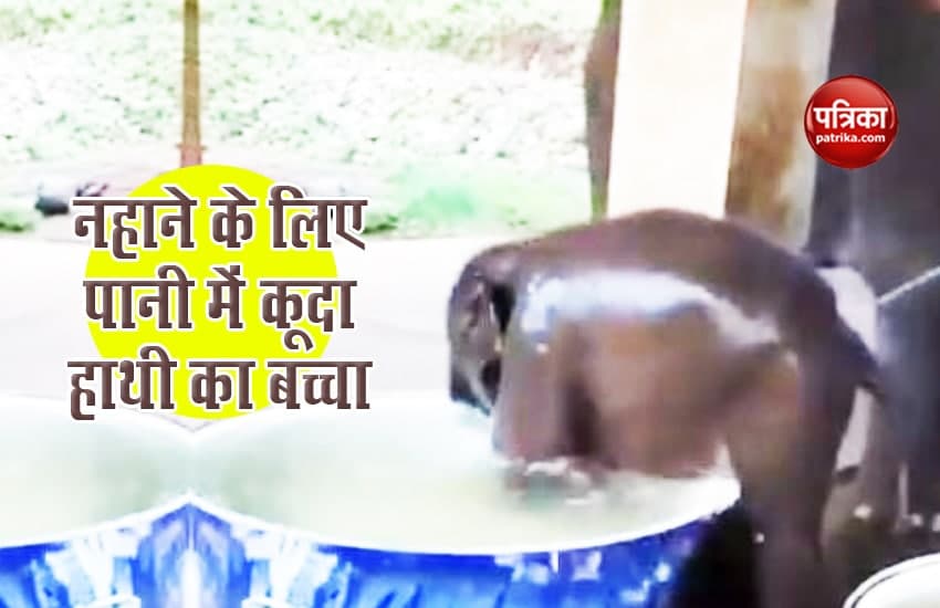 Baby Elephant Playing And Bathing In Tub