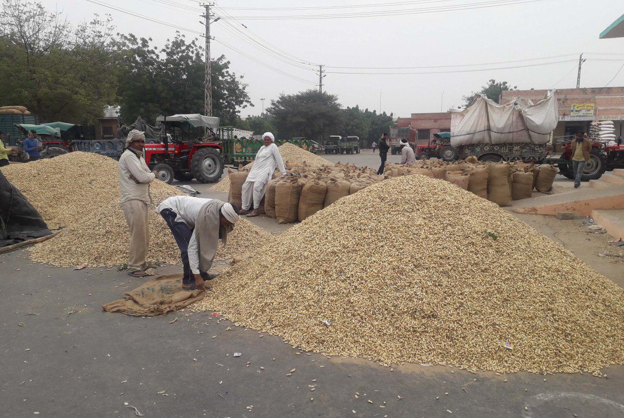 उपज की आवक से फलोदी मंडी हुई गुलजार