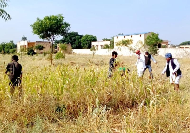 कोरोना काल में शिक्षकों ने उगाया चारा