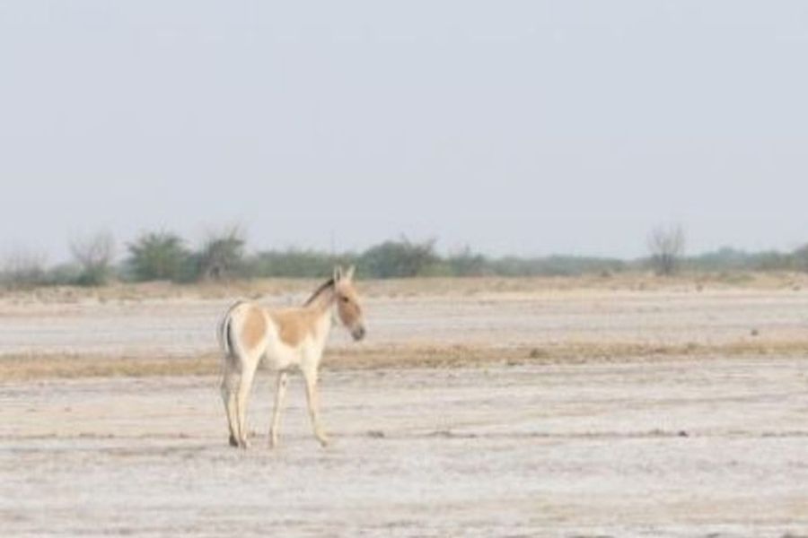 कोरोनाकाल में फिरेंगे जंगली गधों के दिन