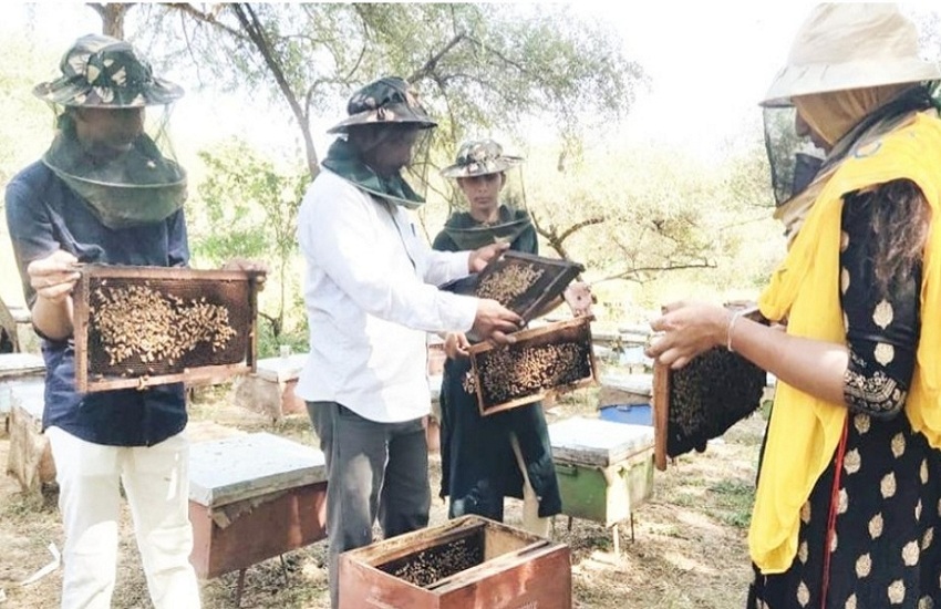 Ahmedabad News : मधुमक्खी पालन को प्रकाश ने बनाया आय का नया जरिया