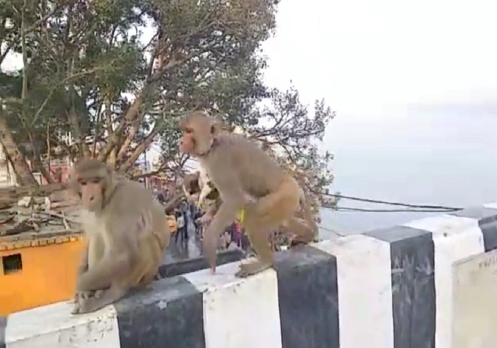 बंदर ने कुत्ते को बच्चे को उठाया गोद  
