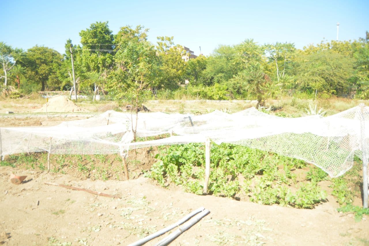 organic farm in mdsu