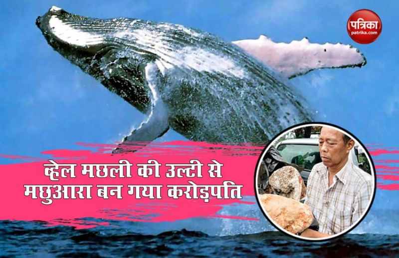 whale fish vomit ambergris