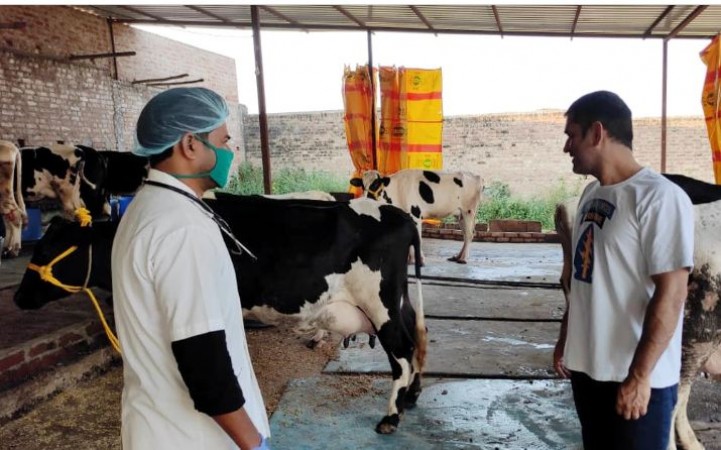 MS Dhoni is busy preparing special breed of cow