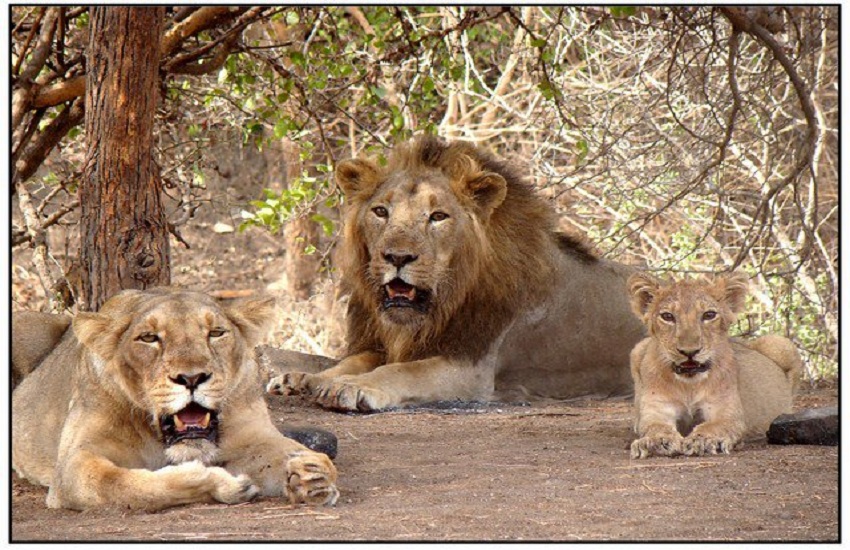 Ahmedabad News : तीन सिंहों ने जमाया अड्डा, नागरिकों में भय व्याप्त