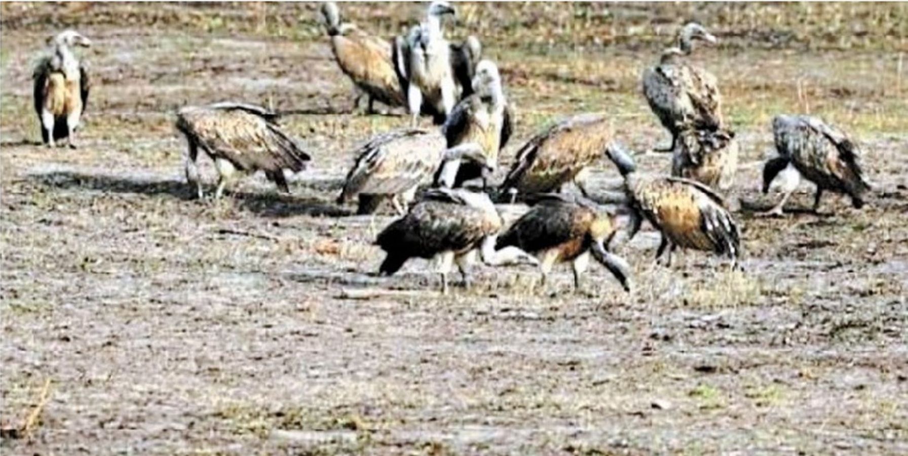 Increase in number of vultures,rare vultures Seen in the forests of MadhyaPradesh