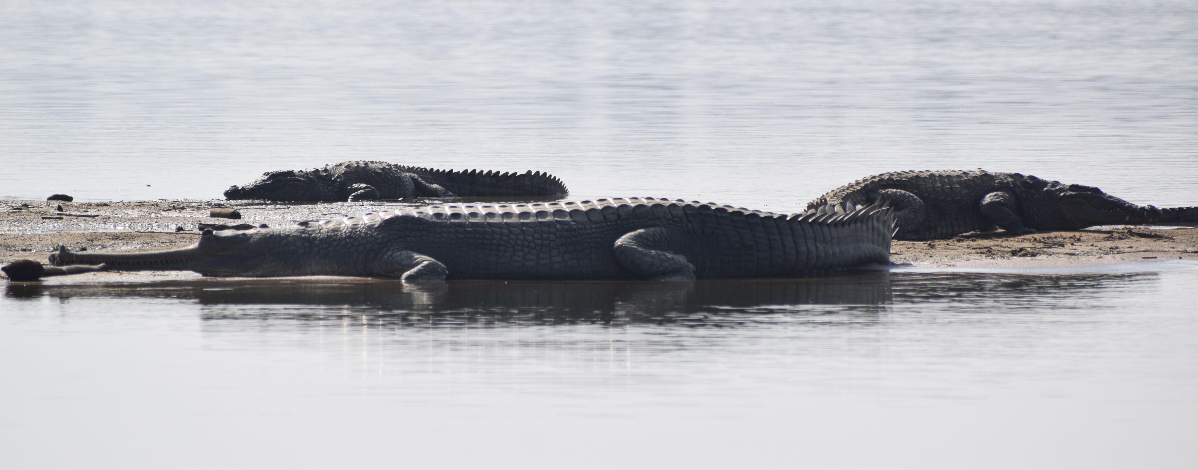 Growing Alligatorin Chambal, calculations will start soon