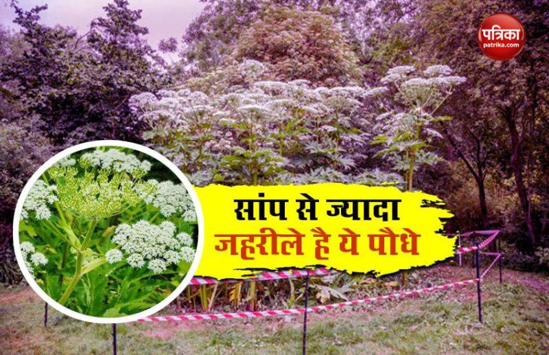 poisonous plant giant