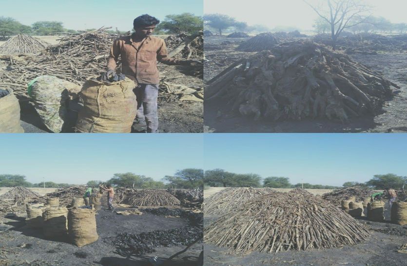 Selecting a medium of employment by making coal from luxury acacia in bhilwara