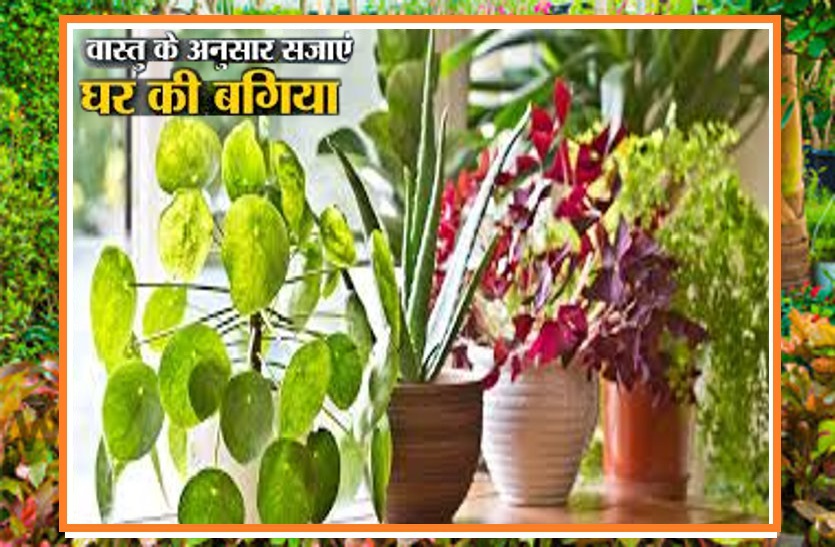 Effective vastu tips for plants at home