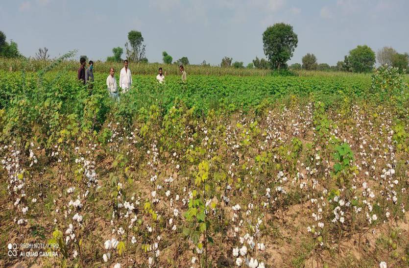 बीटी कपास की फसल बर्बाद, किसानों को नहीं मिला मुआवजा
