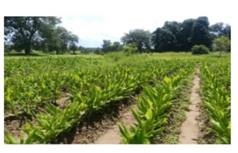 महिला कृषक का समूह हल्दी और अदरक की फसल लगाकर हो रहीं मालामाल