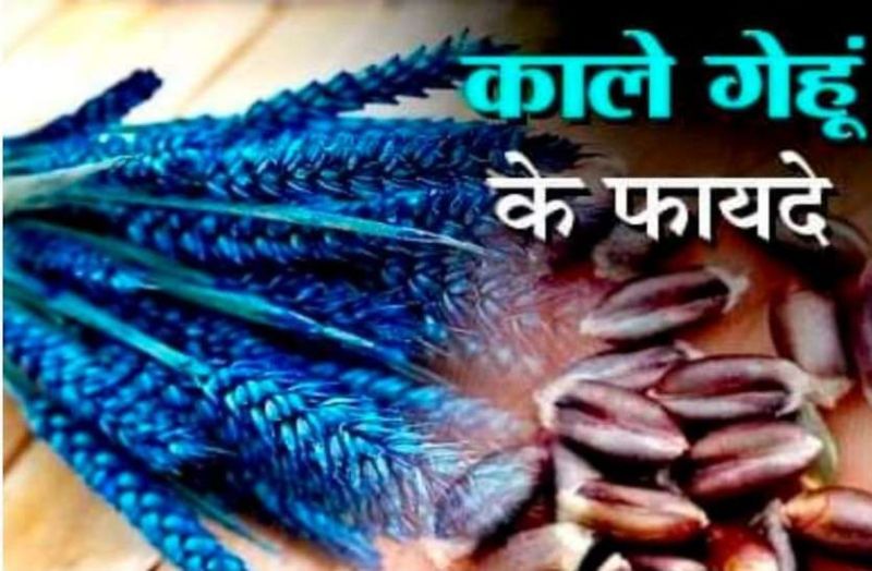 Black wheat sown in 2 hectares in Sankhada and Ladpura in the district in bhilwara