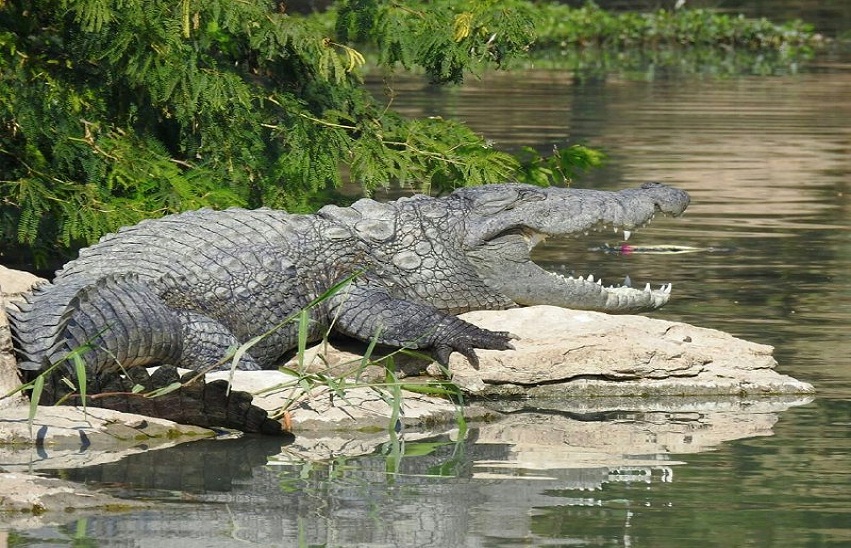 crocodile point in kota