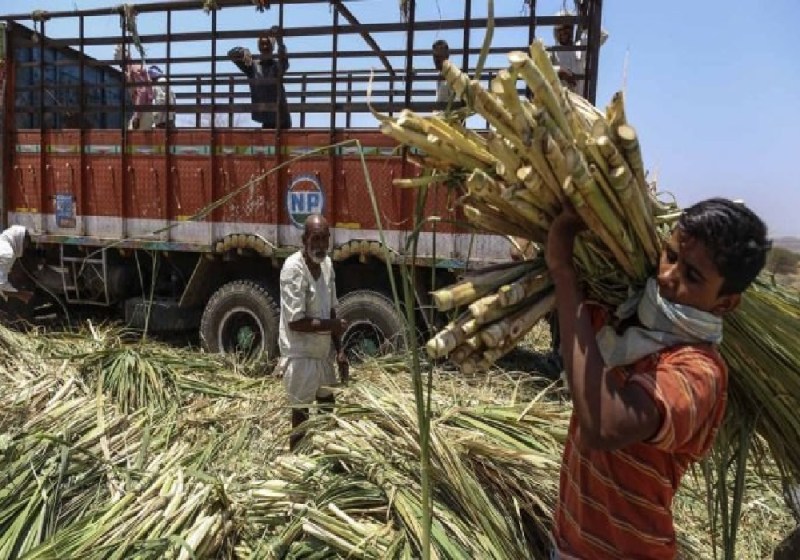 गन्ना किसानों के लिए बड़ी खुशखबरी, अब एक पर्ची से मिलेंगे तौल कराने के चार मौके