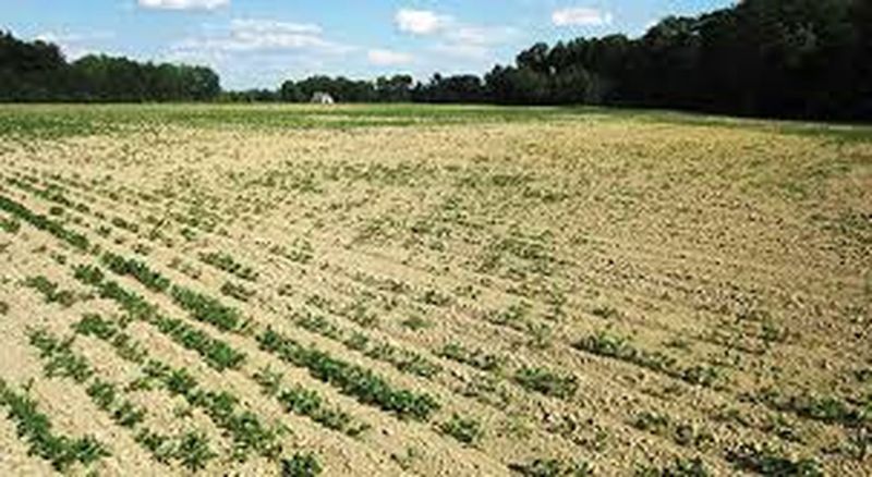 सर्दी का असर बढऩे से पाले की आशंका