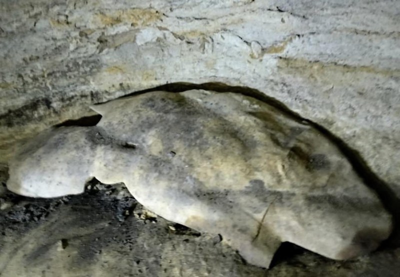 छत्तीसगढ़ के इस जिले में 28 करोड़ साल पुराने समुद्री जीवाश्म के सबूत मौजूद, संरक्षित फॉसिल्स व गार्डन बदहाल