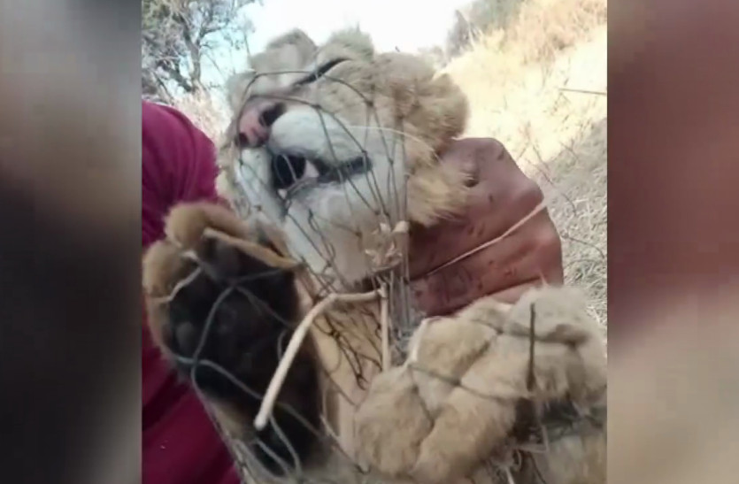 Wildlife resembling lion cub found in trap