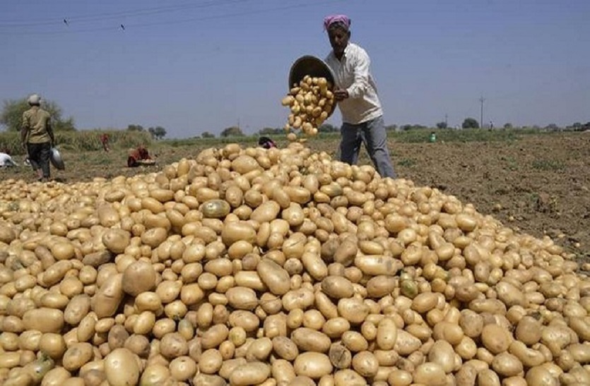 Potato: आलू के थोक भाव एक महीने में 81 फीसदी टूटे