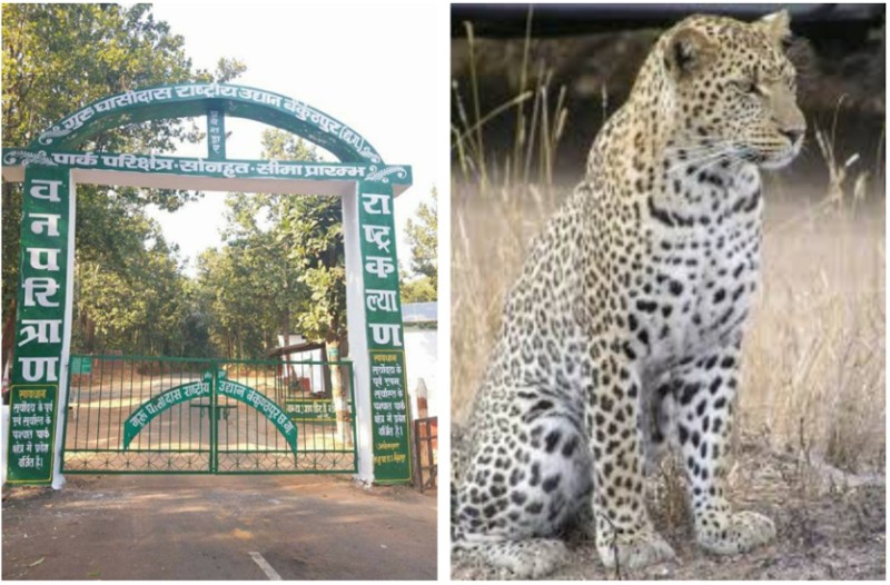 पत्रिका एक्सक्लूसिव: वंश बढ़ाने गुरु घासीदास राष्ट्रीय उद्यान में नजर आएंगे साउथ अफ्रीका के चीते