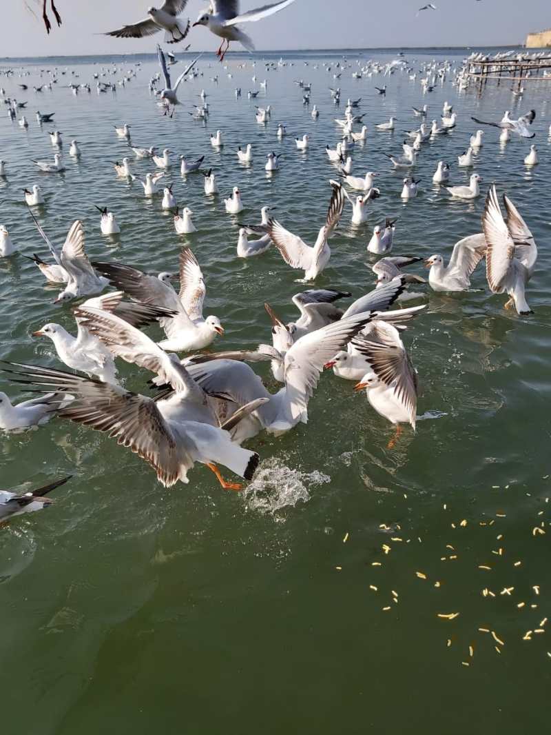 सोमनाथ के त्रिवेणी संगम नदी में पक्षियों का पड़ाव