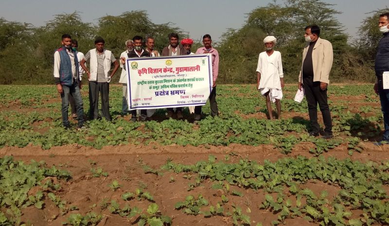 जिले में रायड़े का उत्पादन काफी कम