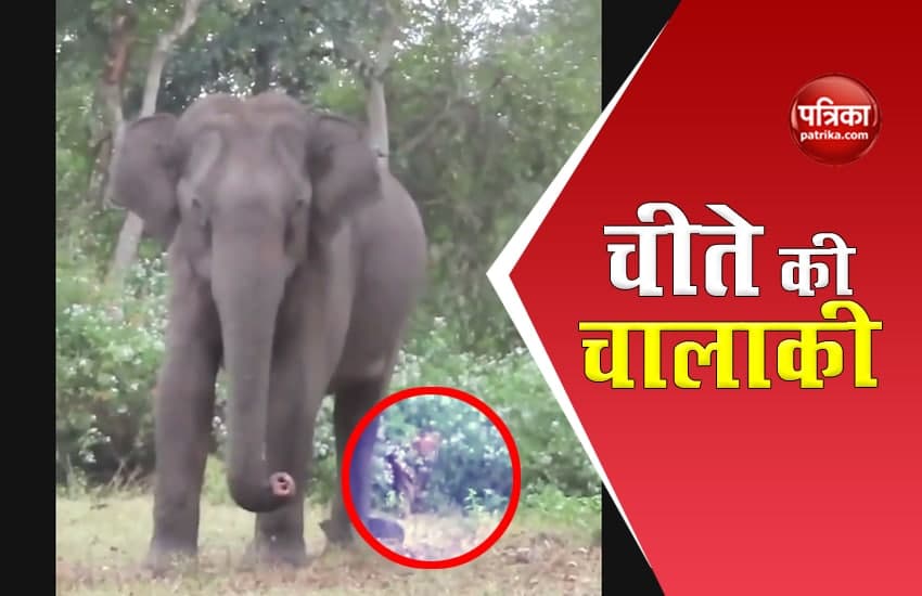 video : हाथी पर घात लगाकर हमला करने फिराक में चीता