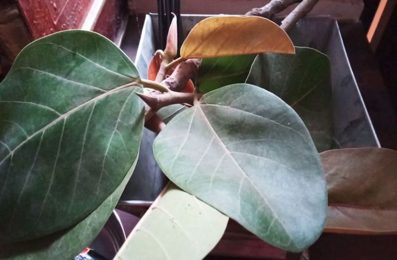 यहां साधना वटवृक्ष का किया रोपण