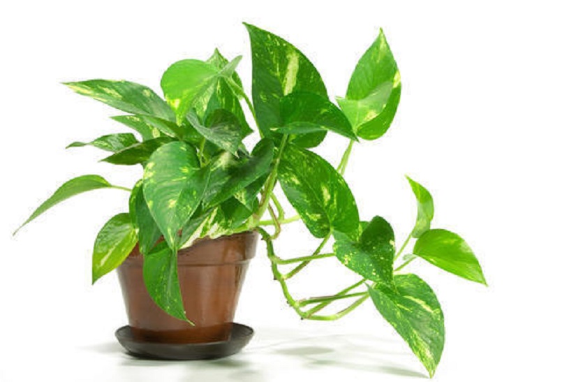 प्रदूषण कम करने लिए घर में लगाएं ये 5 पौधे