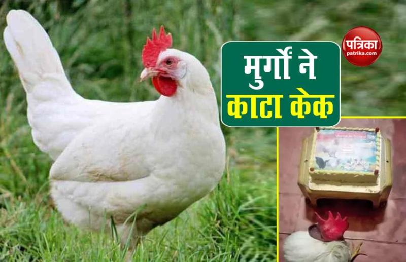  birthday party for chickens