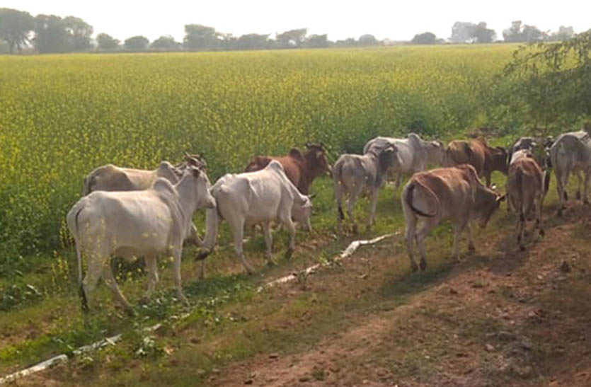 पशु पहुंचा रहे फसलों को नुकसान, सर्द रातों में किसान कर रहे पहरेदारी
