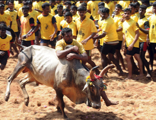jalikattu