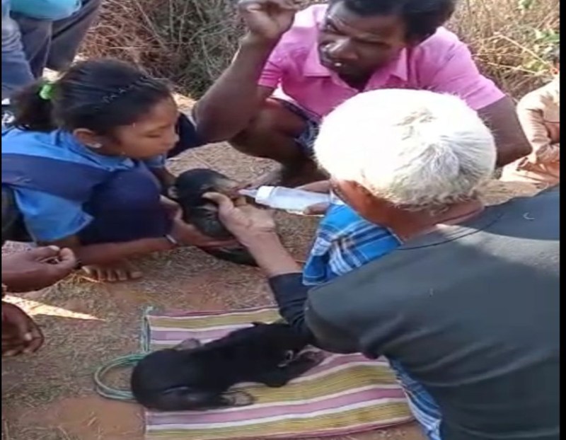 मादा भालू की गैरमौजूदगी में उसके 2 नन्हे शावकों को दूध पिलाते हैं ग्रामीण, देखें दिल को छू लेने वाला ये वीडियो
