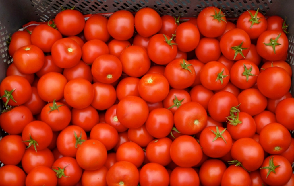 tomato prices slip to 30-70 paise in andhra pradesh