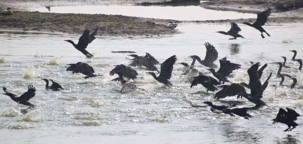 See pictures of birds of cormorant bird