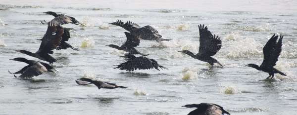 See pictures of birds of cormorant bird