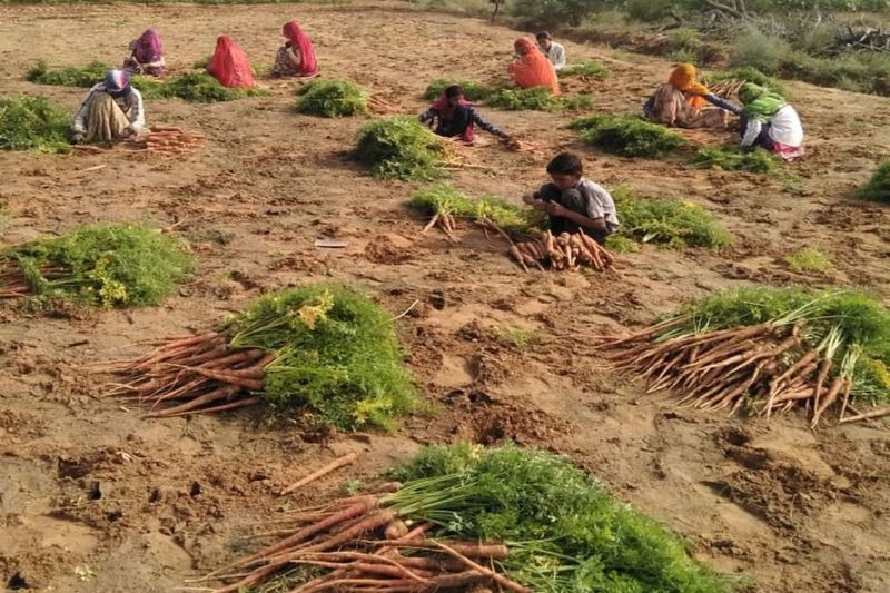  लाल-मीठी गाजर ने छीना किसानों के चेहरे का नूर