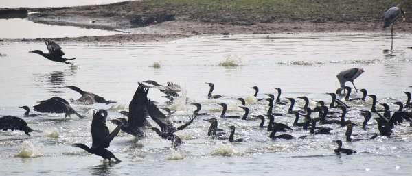 See pictures of birds of cormorant bird