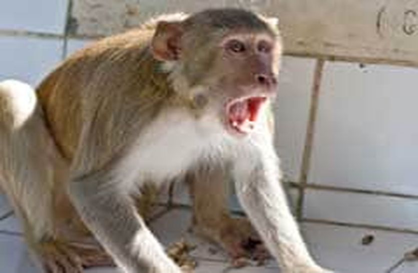 monkey attack - शोर मचाने पर भागे बंदर