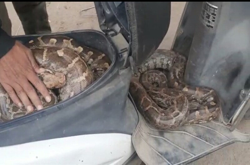 पीपल के पेड़ पर 2 विशाल अजगर को देख डर गए लोग, भगाते समय दोनों घर में घुसे तो मच गया हड़कंप