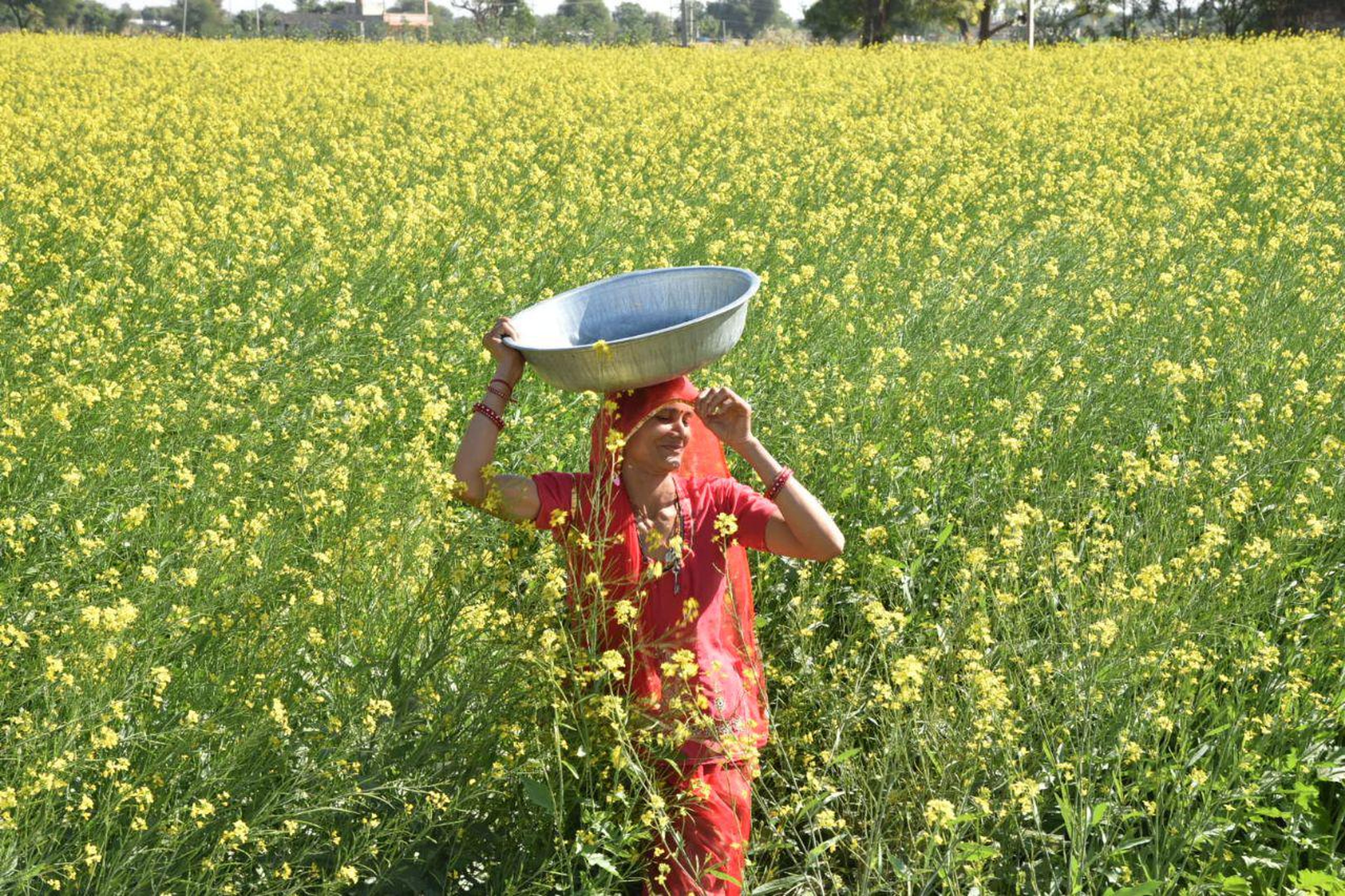 खेतों में लहलहाने लगी रायड़े की फसल