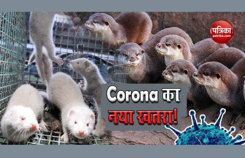Mink is bigger threat then coronavirus new strain from UK 
