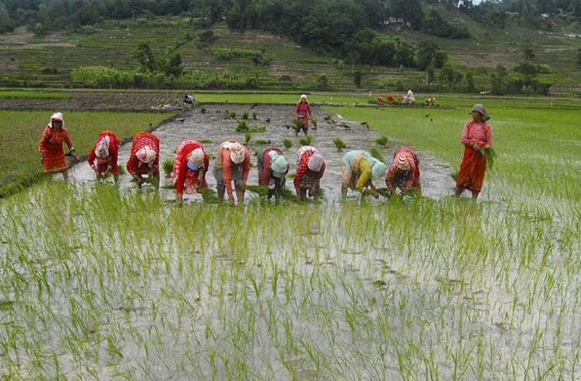 Rain: बारिश से रबी फसलों को होगा फायदा